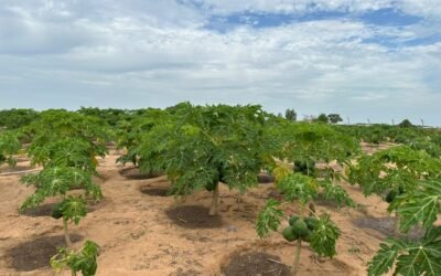 Terrain agricole de 4 hectares en vente Situé à POUTE en bordure de la Route Nationale