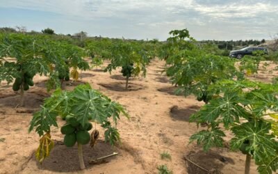 Terrain agricole en vente situé à DIENDER